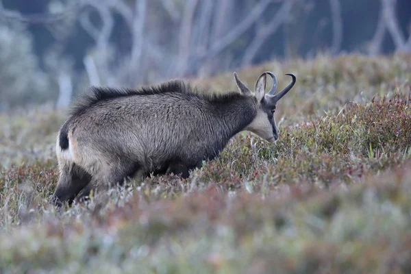 Góry Wogeniczne (Rupicapra rupicapra), Francja — Zdjęcie stockowe