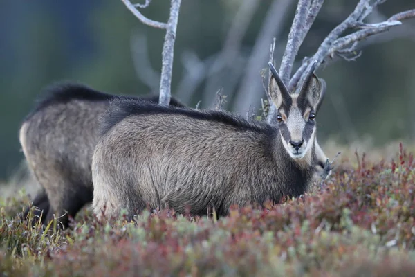 Kamzík (Rupicapra rupicapra) Vogézy, Francie — Stock fotografie