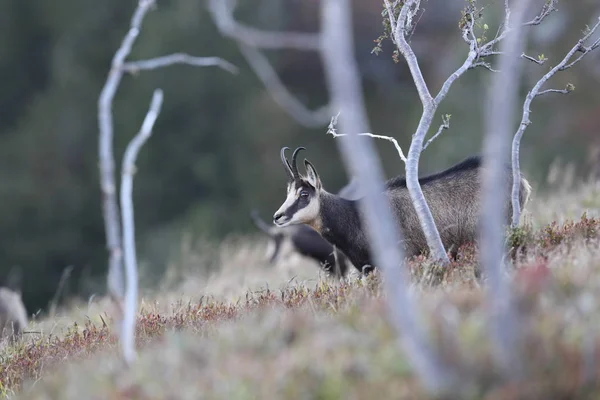 Chamois (Rupicapra rupicapra)  Vosges Mountains, France — Stock Photo, Image