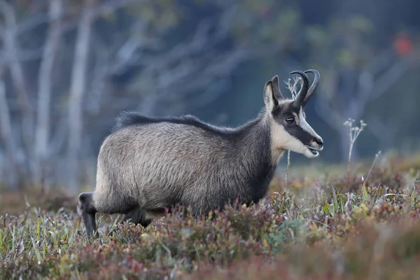 Chamois (Rupicapra rupicapra) Vosges Mountains, France — стокове фото