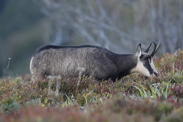 Chamois (Rupicapra rupicapra) Vosges Mountains, France — стокове фото