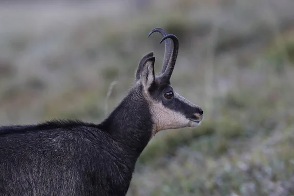 Chamois (rupicapra rupicapra) vogesen berge, frankreich — Stockfoto