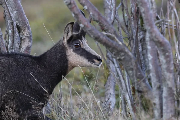 Chamois (Rupicapra rupicapra)  Vosges Mountains, France — 스톡 사진