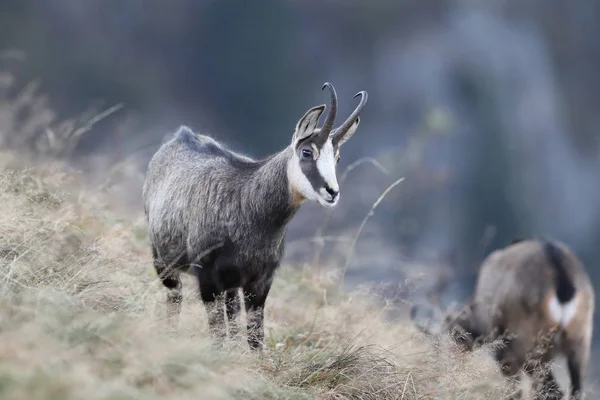 Chamois (Rupicapra rupicapra) Montagnes Vosges, France — Photo