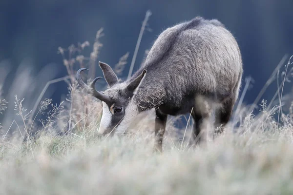 Chamois (Rupicapra rupicapra)  Vosges Mountains, France — Stock Photo, Image