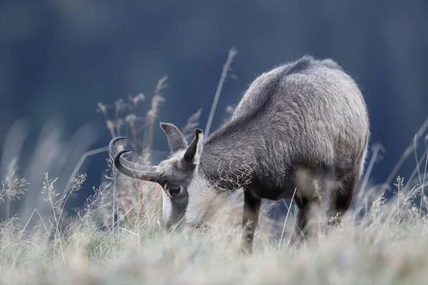 Chamois (Rupicapra rupicapra)  Vosges Mountains, France — Stock Photo, Image