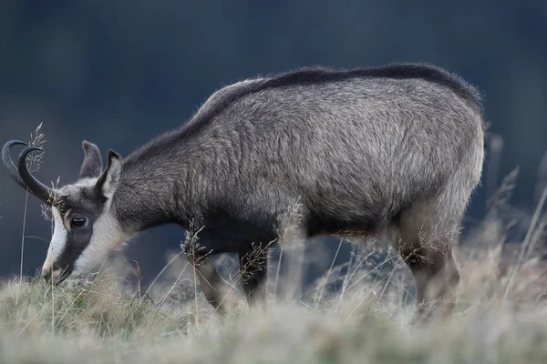 Chamois (Rupicapra rupicapra)  Vosges Mountains, France — Stock Photo, Image