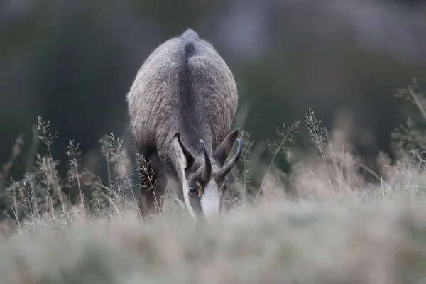 Chamois (Rupicapra rupicapra) Montagne dei Vosgi, Francia — Foto Stock