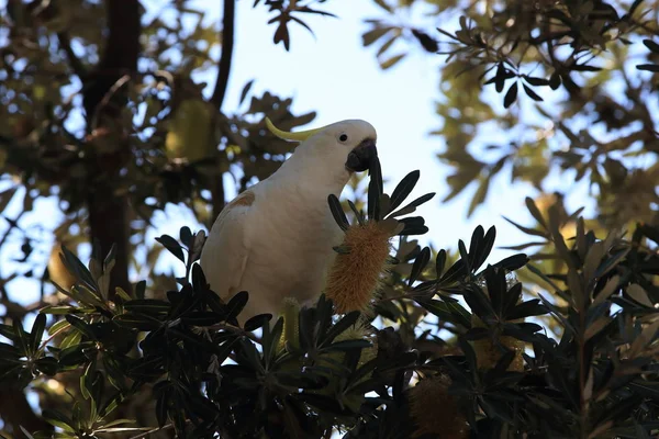 Cockatoo (Cacatua galerita), Квинсленд, Австралия — стоковое фото