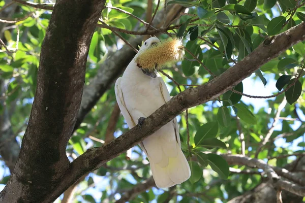 Cockatoo (Cacatua galerita), Квинсленд, Австралия — стоковое фото