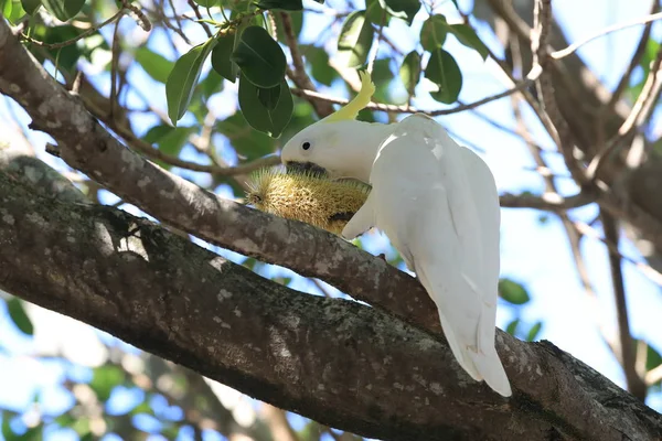 Cockatoo (Cacatua galerita), Квинсленд, Австралия — стоковое фото