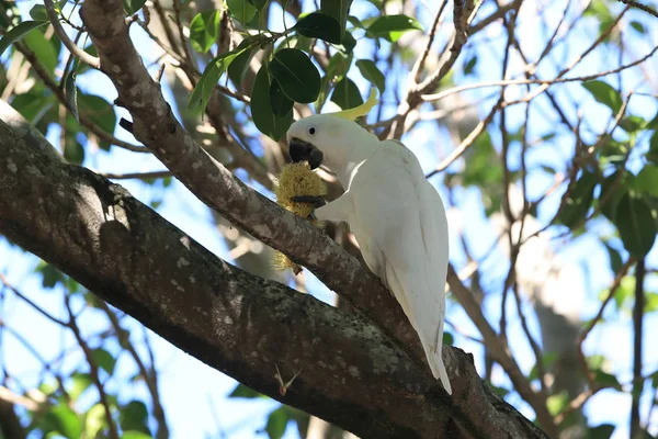 Cockatoo (Cacatua galerita), Квинсленд, Австралия — стоковое фото