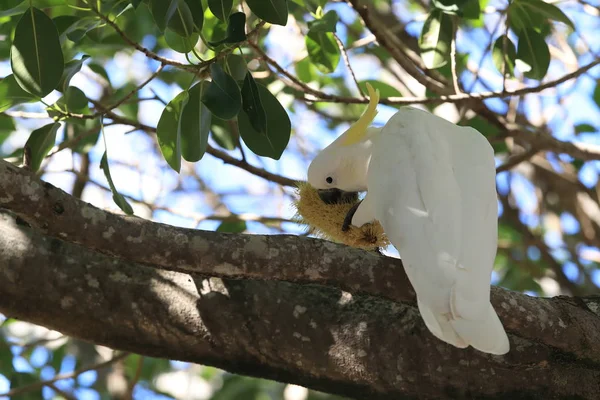 Cockatoo (Cacatua galerita), Квинсленд, Австралия — стоковое фото