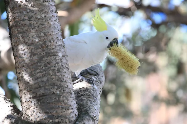 Cockatoo (Cacatua galerita), Квинсленд, Австралия — стоковое фото