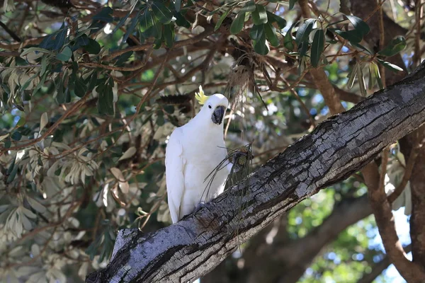 Cockatoo (Cacatua galerita), Queensland Australi — стоковое фото