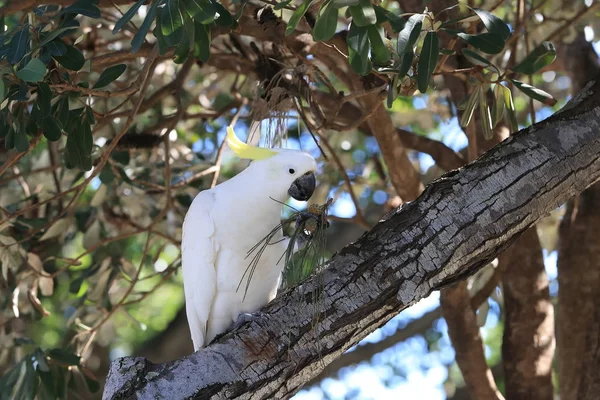 Cockatoo (Cacatua galerita), Queensland Australi — стоковое фото