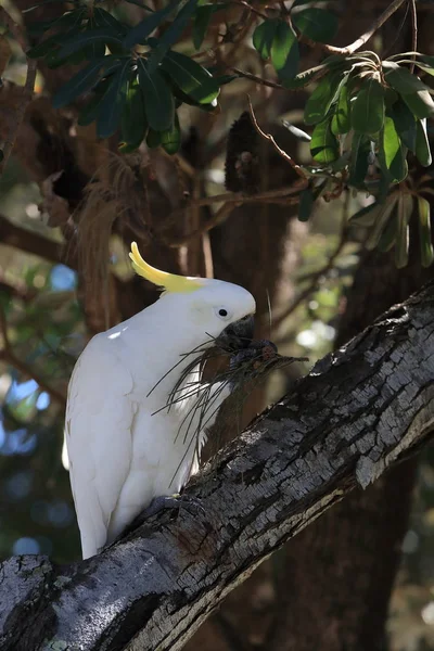 Cockatoo (Cacatua galerita), Queensland Australi — стоковое фото