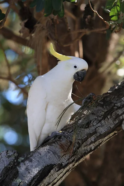 Sulphur-Crested Cockatoo (Cacatua galerita), Queensland Australi — Stock Photo, Image