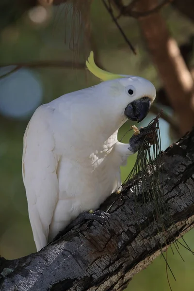 Cockatoo (Cacatua galerita), Queensland Australi — стоковое фото