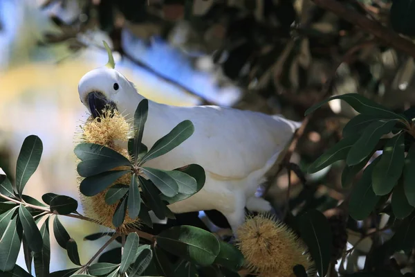 Cockatoo (Cacatua galerita), Queensland Australi — стоковое фото