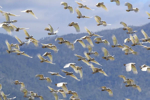 Cacatoès à crête de soufre (Cacatua galerita), Queensland Australi — Photo