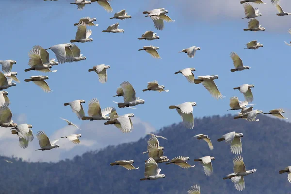 Cacatua-de-crómio (Cacatua galerita), Queensland Australi — Fotografia de Stock