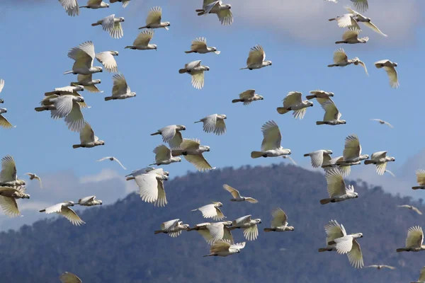 Cacatua-de-crómio (Cacatua galerita), Queensland Australi — Fotografia de Stock