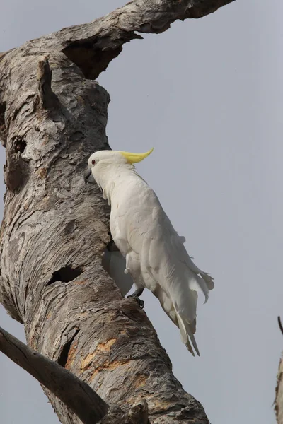 Cockatoo (Cacatua galerita), Queensland Australi — стоковое фото