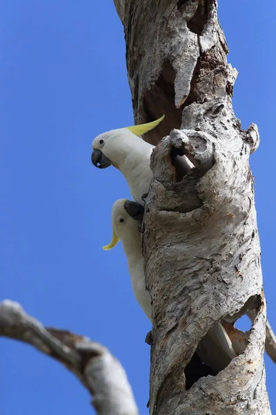 Cockatoo (Cacatua galerita), Queensland Australi — стоковое фото