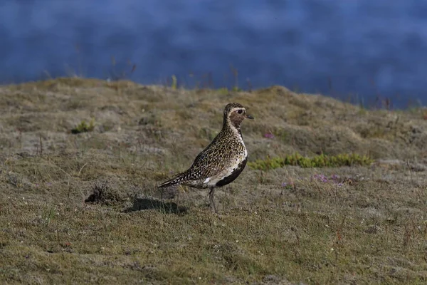 Europese goudplevier (Pluvialis apricaria), IJsland — Stockfoto