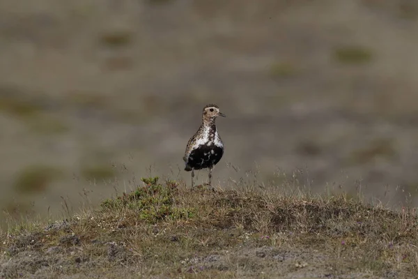 Zlatý pluh setý (Plvialis apricaria), Island — Stock fotografie