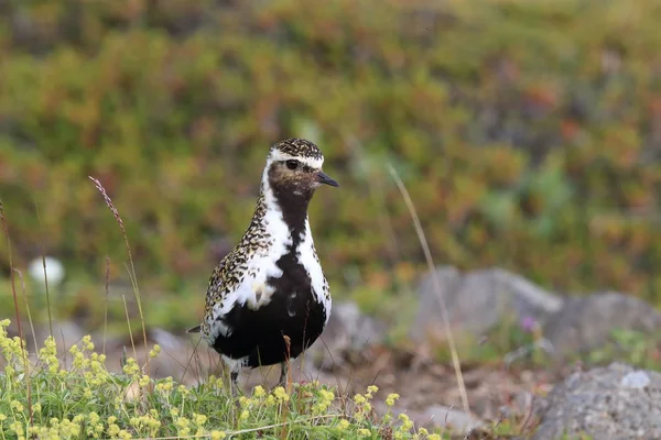 Európai aranylóhere (Pluvialis apricaria), Izland — Stock Fotó