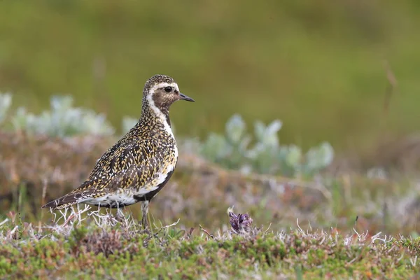 Europese goudplevier (Pluvialis apricaria), IJsland — Stockfoto