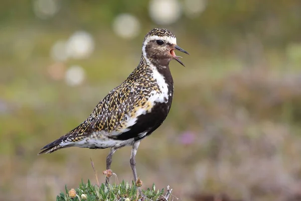 Europese goudplevier (Pluvialis apricaria), IJsland — Stockfoto