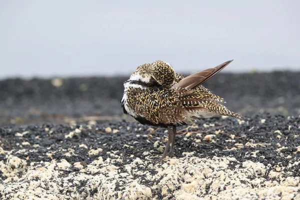 Chorlito de oro europeo (Pluvialis apricaria), Islandia — Foto de Stock