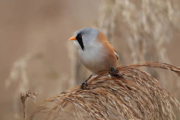 Caña de Barba o Teta Barbuda (Panurus biarmicus) Baden-Wuertt — Foto de Stock