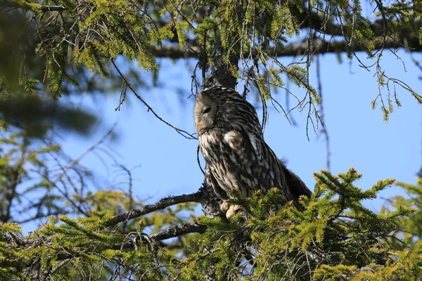 ウラルフクロウ(Strix uralensis)スウェーデン — ストック写真