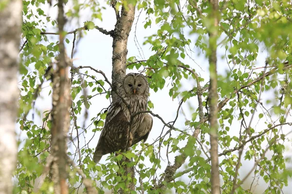 Ural Owl (Strix uralensis) Suécia — Fotografia de Stock