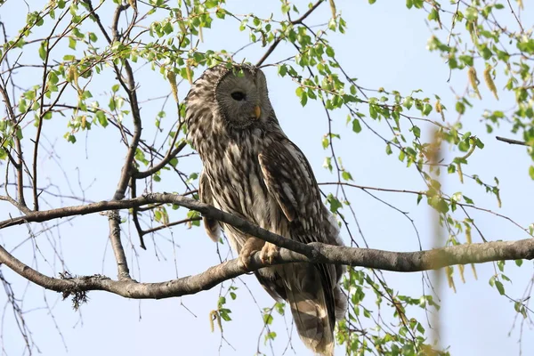 Uhu (strix uralensis) schweden — Stockfoto