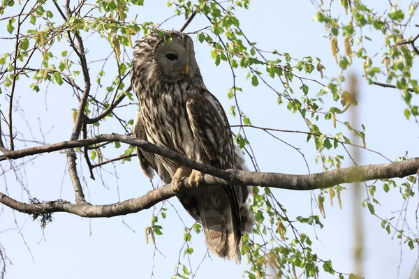 Ural Owl (Strix uralensis) Švédsko — Stock fotografie
