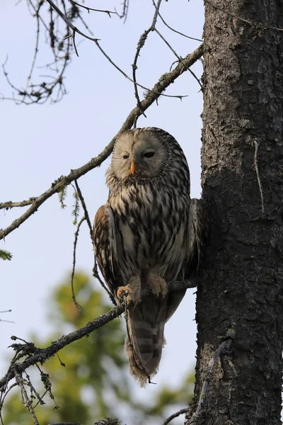 Ural Owl (Strix uralensis) Suécia — Fotografia de Stock