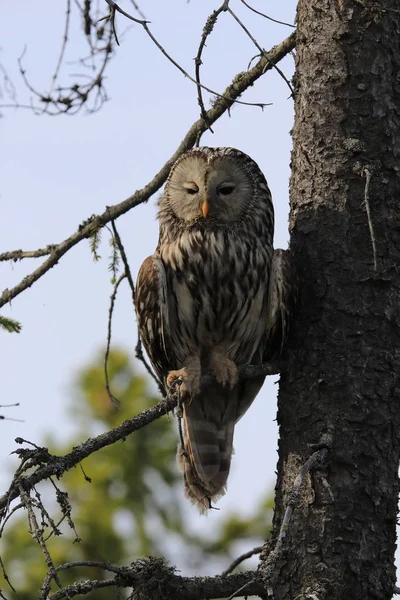 Ural Owl (Strix uralensis) Σουηδία — Φωτογραφία Αρχείου