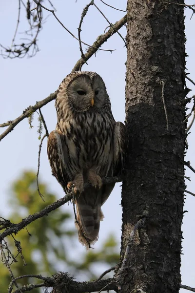 Ural Owl (Strix uralensis) Suécia — Fotografia de Stock