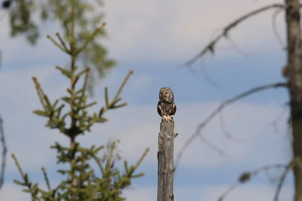 Ural Owl (Strix uralensis) Sweden — 스톡 사진