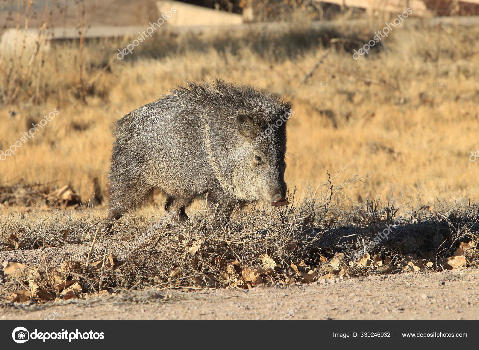 Хавелина В Bosque Del Apache National Wildlife Refuge, Нью-Мексико.