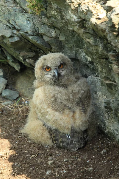 Νεαρή κουκουβάγια της Ευρασίας (Bubo bubo) Γερμανία — Φωτογραφία Αρχείου