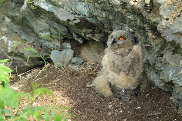 Молодий євразійський орел (Bubo bubo) Німеччина — стокове фото