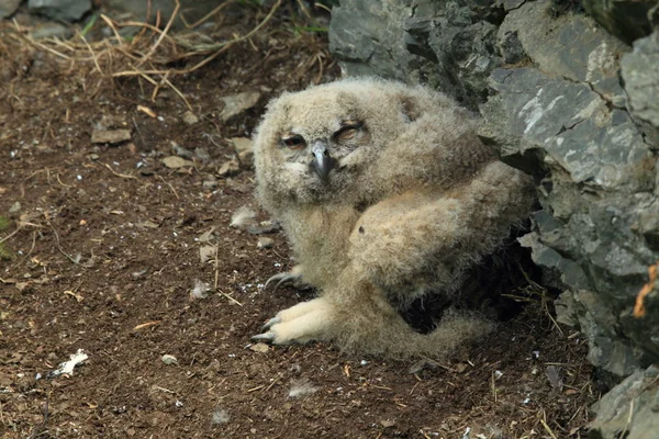 Jonge Euraziatische adelaar (Bubo bubo) Duitsland — Stockfoto