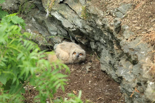 Búho águila joven eurasiática (Bubo bubo) Alemania —  Fotos de Stock