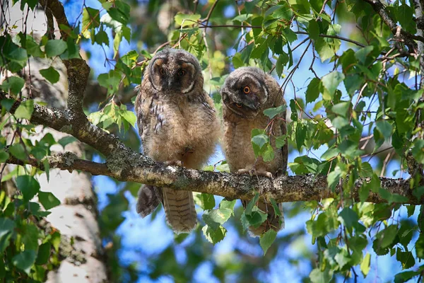 Νεαρή κουκουβάγια (Asio otus) l Γερμανία — Φωτογραφία Αρχείου